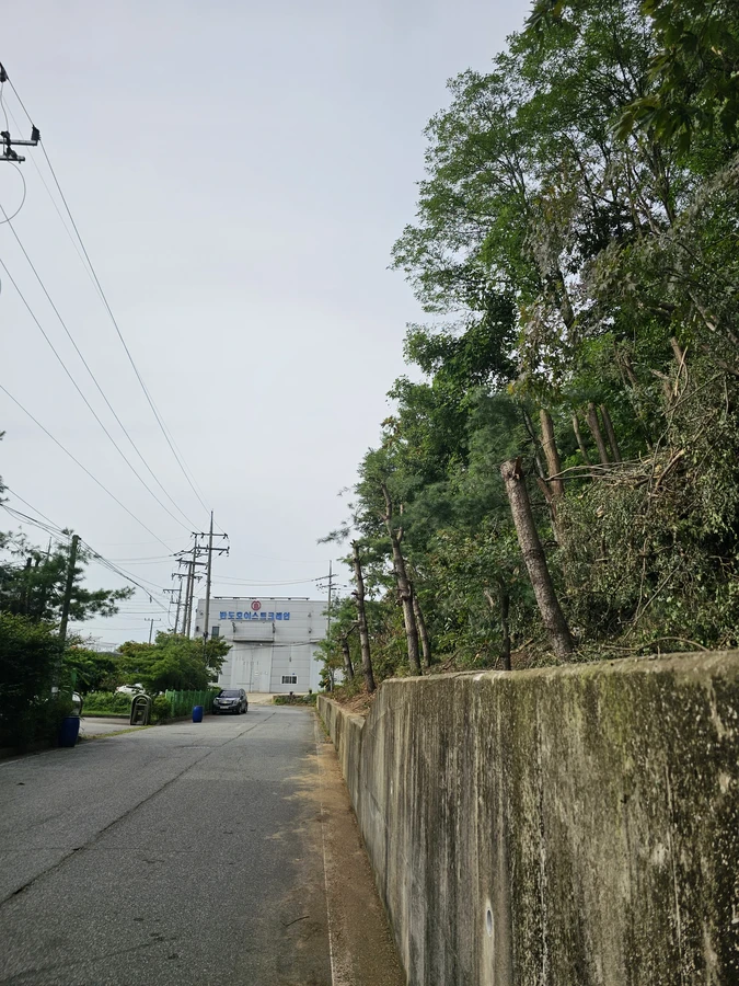 서울벌목 작업 현장