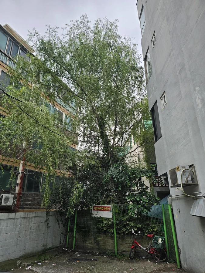 위험수목벌목 작업 전 현장
