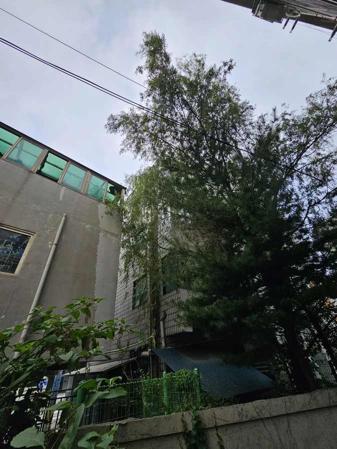공장벌목 작업 전 현장