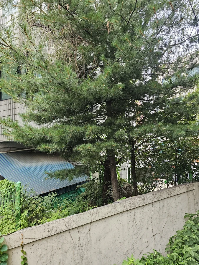 아파트벌목 작업 전 현장