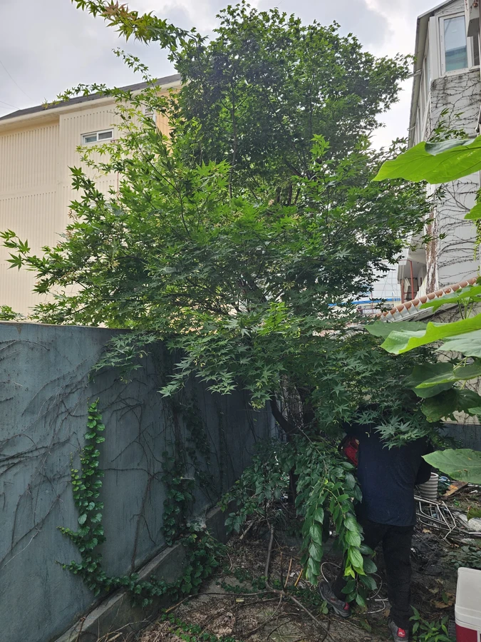 잡목제거 작업 전 현장