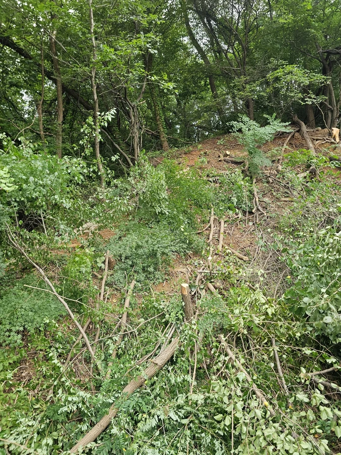 임목벌채 작업 후 현장
