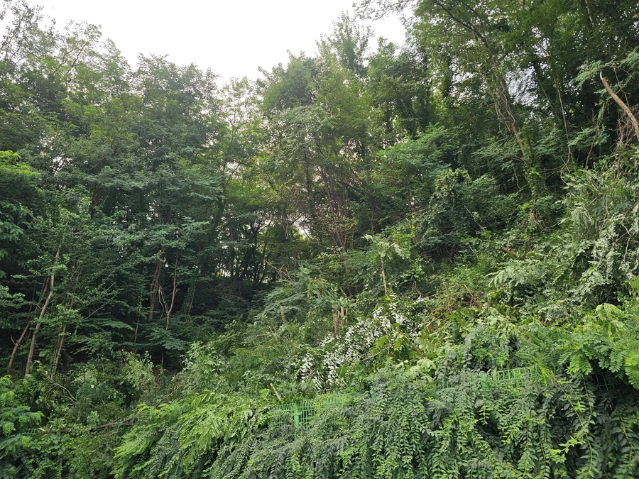 임목벌채 작업 전 현장