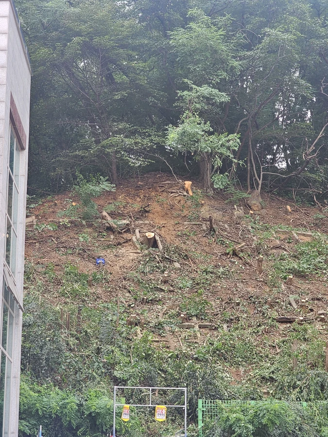 벌목 상담 시공 작업 후 현장