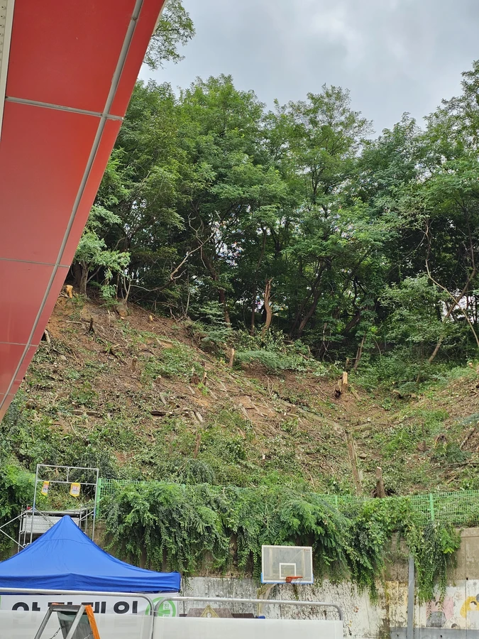 용인벌목 작업 현장